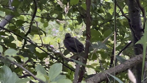 Very young Cardinals out of the nest already
