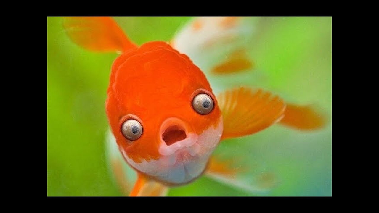 Funny fish