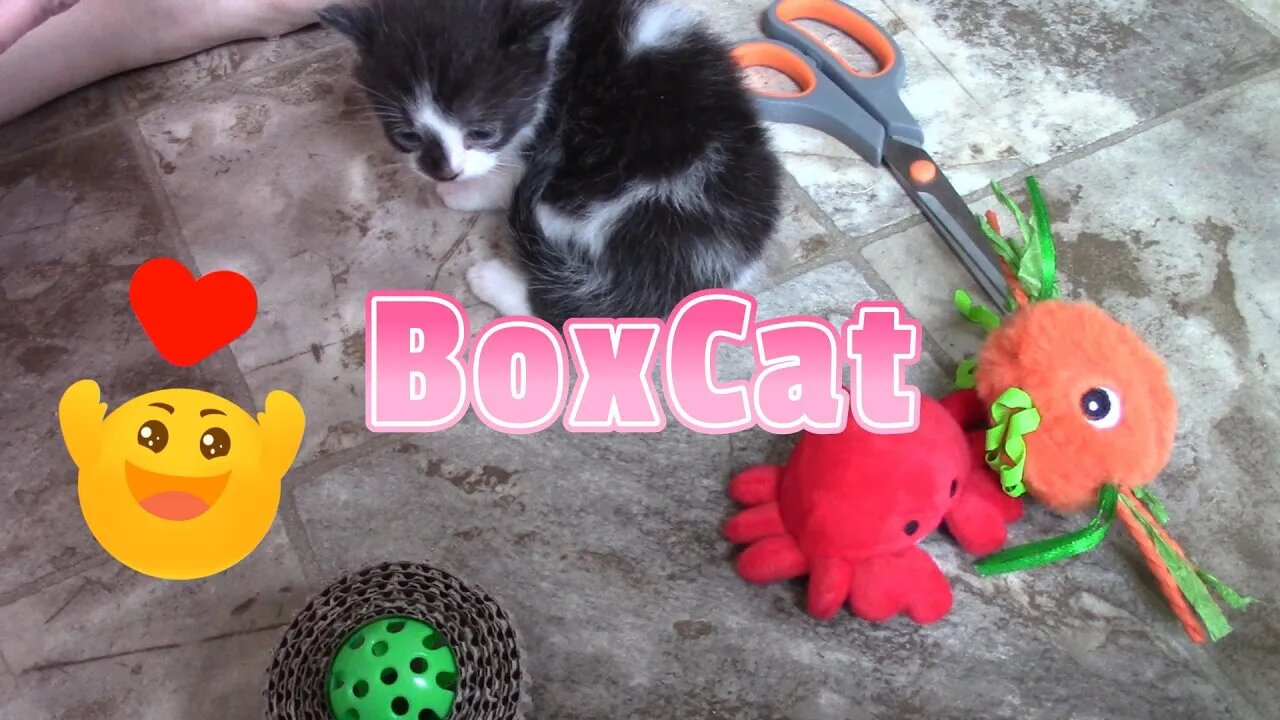 BoxCat Luxury Box Unboxing September 2022 😻