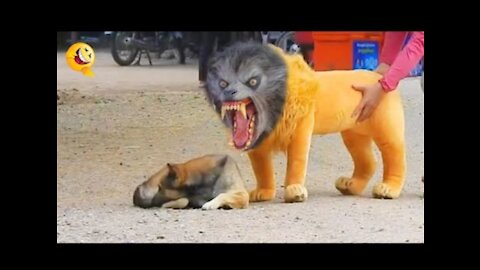 Troll Prank funny dog & fake Lion and Fake Tiger Prank To dog & Huge Box Prank to dog