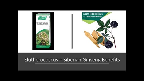 Eleutherococcus -Siberian Ginseng Benefits