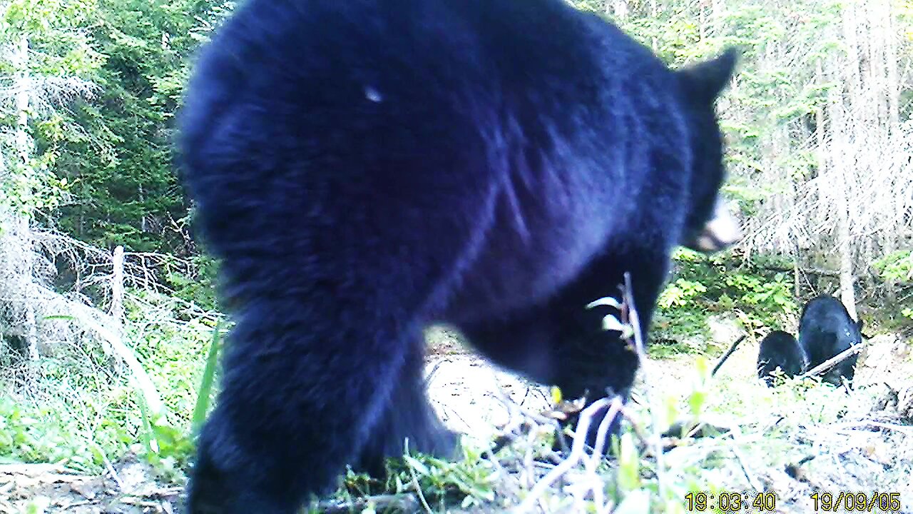 Hidden camera at beaver dam reveals several surprising visitors