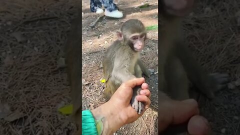 Stray Monkeys in Thailand| Holding Hands with Monkeys|