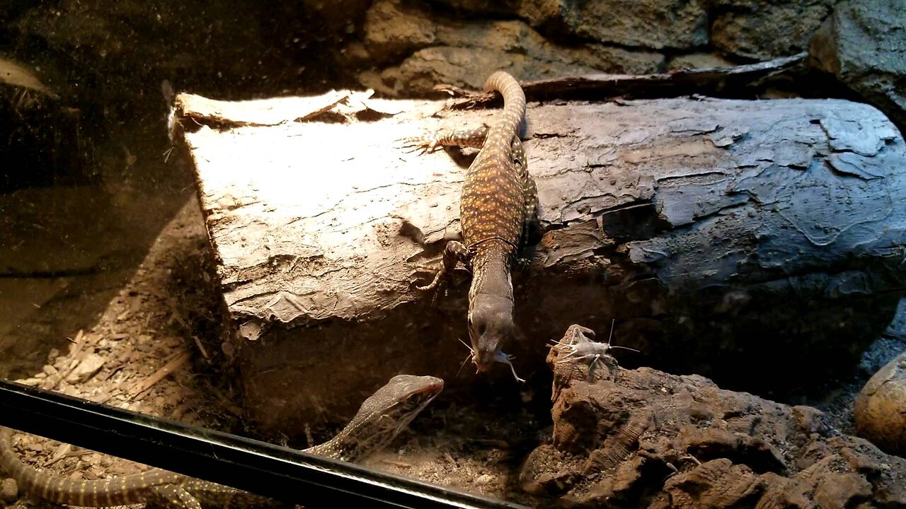 Baby sand monitors hunting!