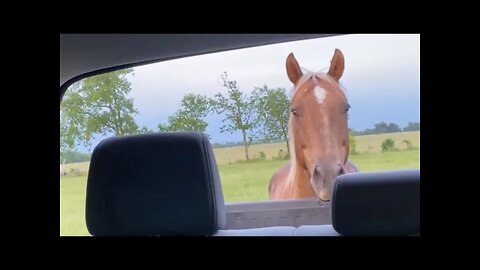 Why Is Lester Trying To Kill Jake? Evaluating Jakes First Horse Ride