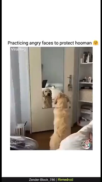 does your dog act like this