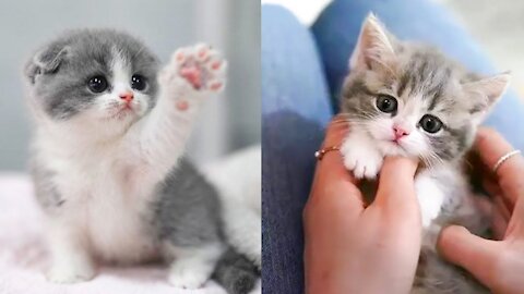 Aww 😍 Cute and funny cats compilation 😂