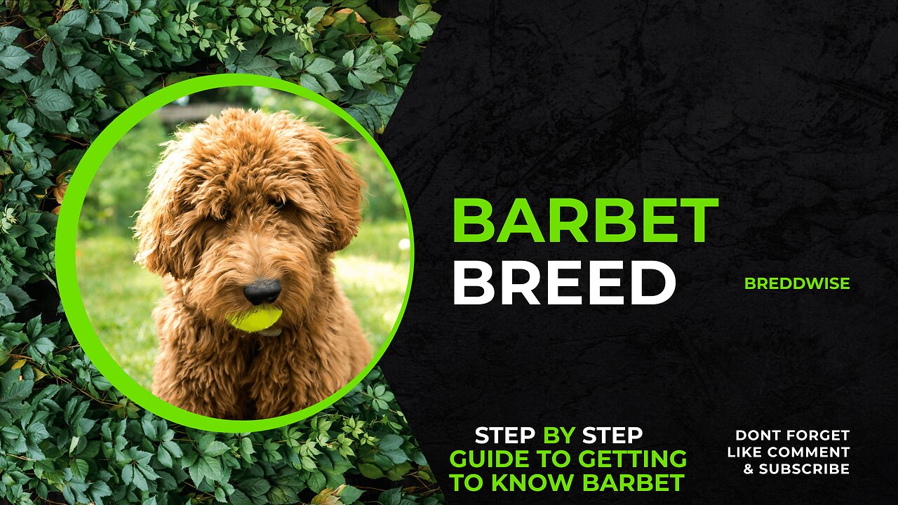 Discover the Enchanting Barbet Dog Breed: French Water Dogs