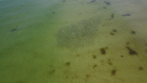 Fish school swimming in the ocean gets spooked