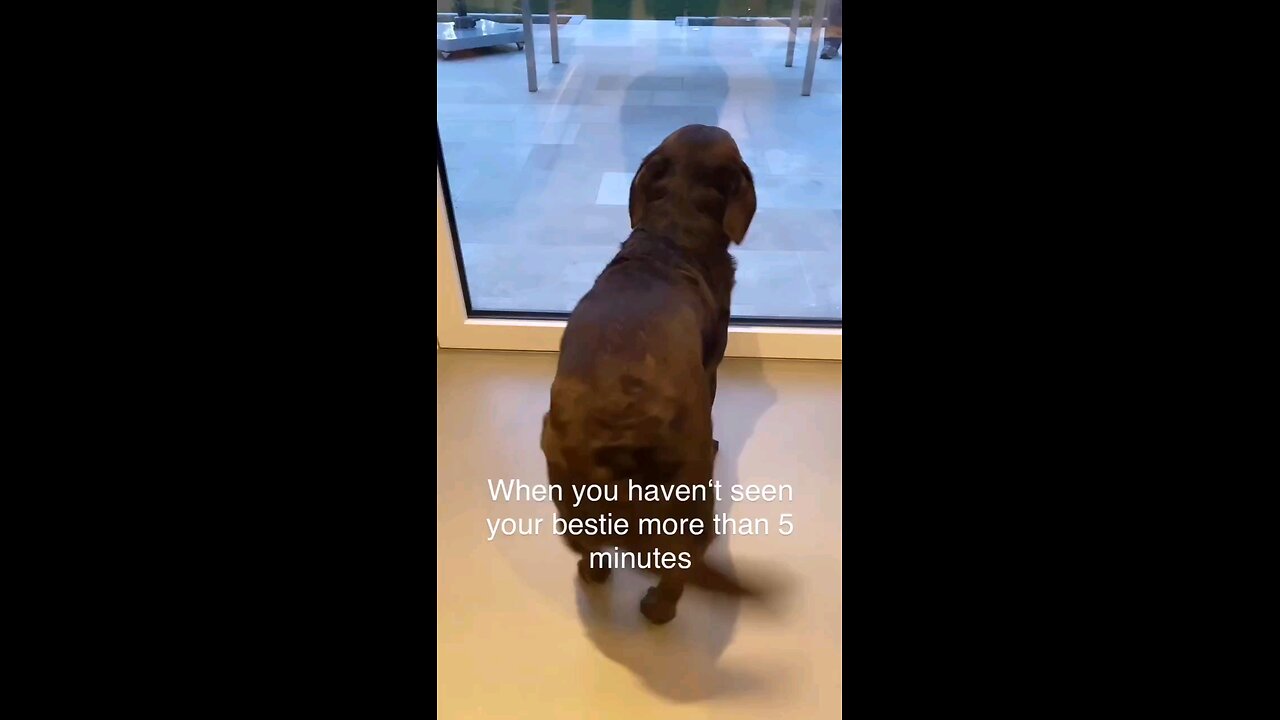 #puppylove#dog#funnypetvideo