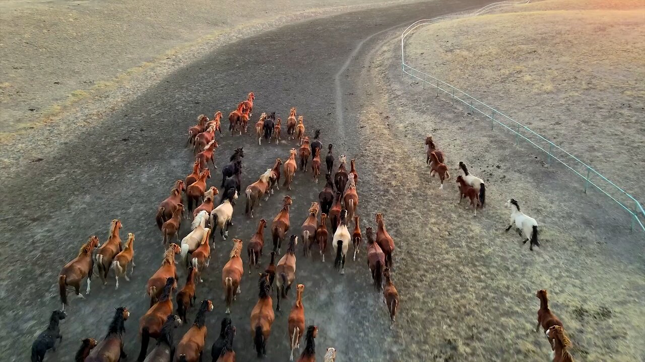 Horses 🐎 Galloping Countryside