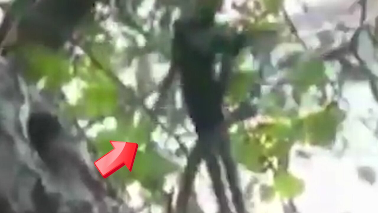 Witnessing a humanoid winged insect flying out of a nest [Conspiracy]