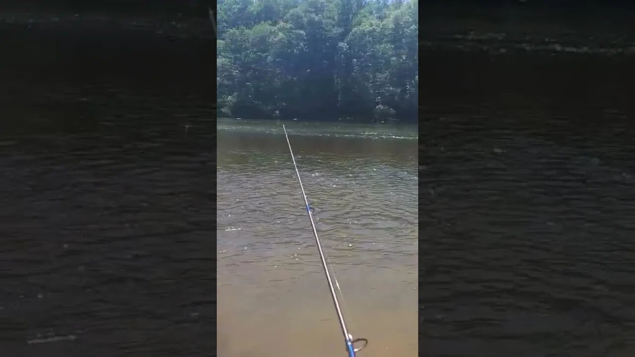 Catch a Fish!