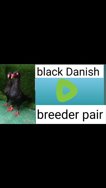 Black Danish breeder pair pigeon