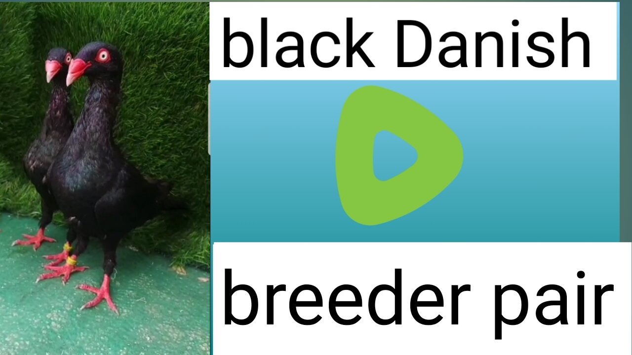 Black Danish breeder pair pigeon