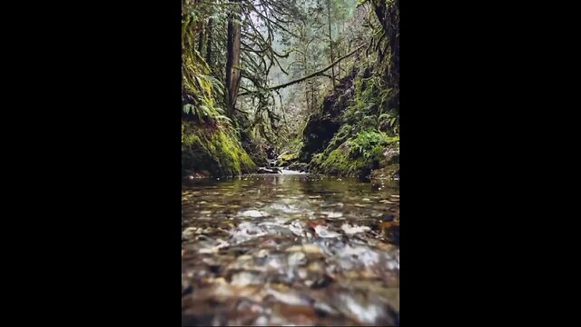 9miny rain forest music