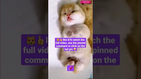 cute cat videos 😹funny videos 😂1396😻#shorts #catvideos #funnycatsvideos #cat #funny_cat #cutecat