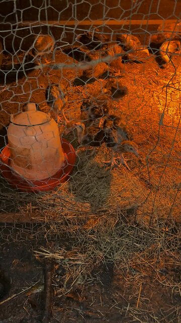 Watching some of the 2023 Gamefowl chicks