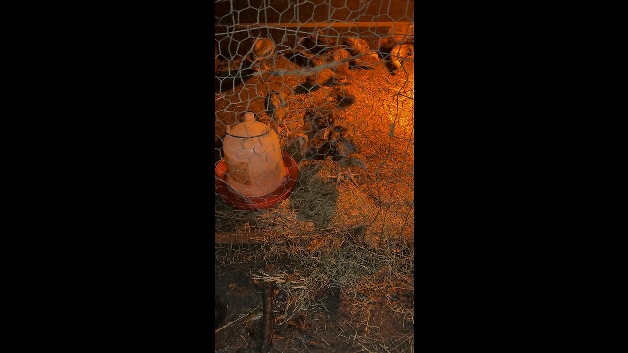 Watching some of the 2023 Gamefowl chicks