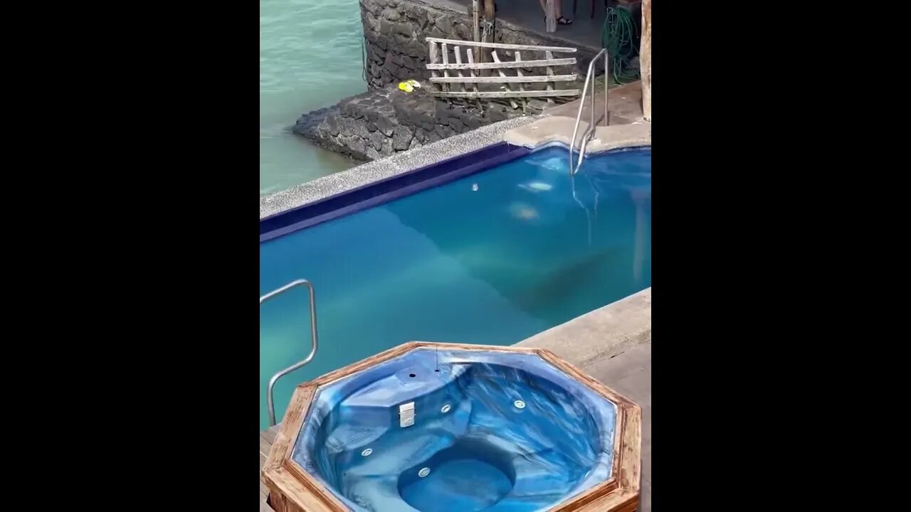 Sea Lion Steals Man's Pool Chair