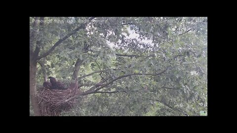 Hays Eagles food alarm! not Mom! 2021 06 09 8:44AM