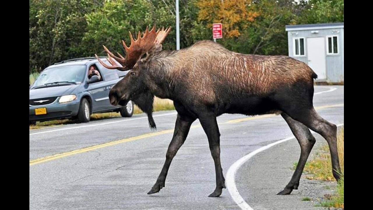 Wild Elk in the woods Night walk