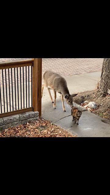 Copper is traumatised by a deer