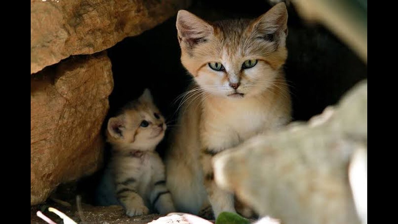 "Sand Cats: The Desert's Little Survivors"