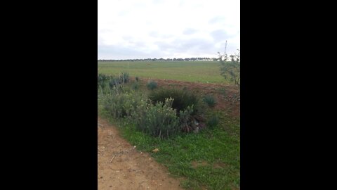 the road of my house