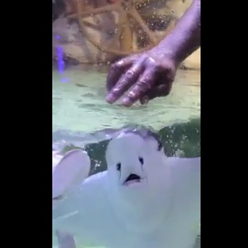 Feeding Time For Anxious Eagle Rays Can't Get More Adorable