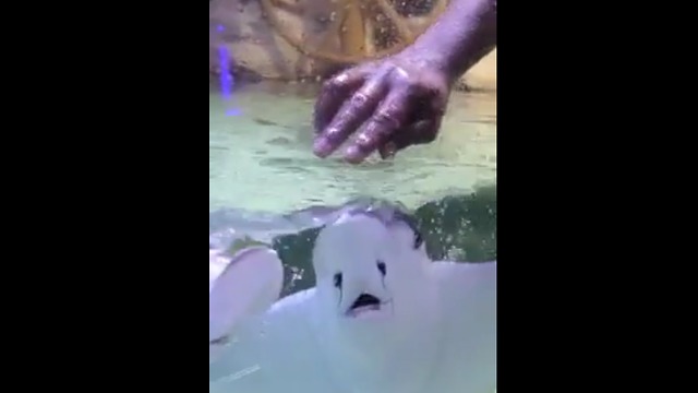 Feeding Time For Anxious Eagle Rays Can't Get More Adorable