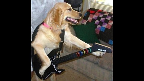 Funny animals compilation. The dog plays the guitar