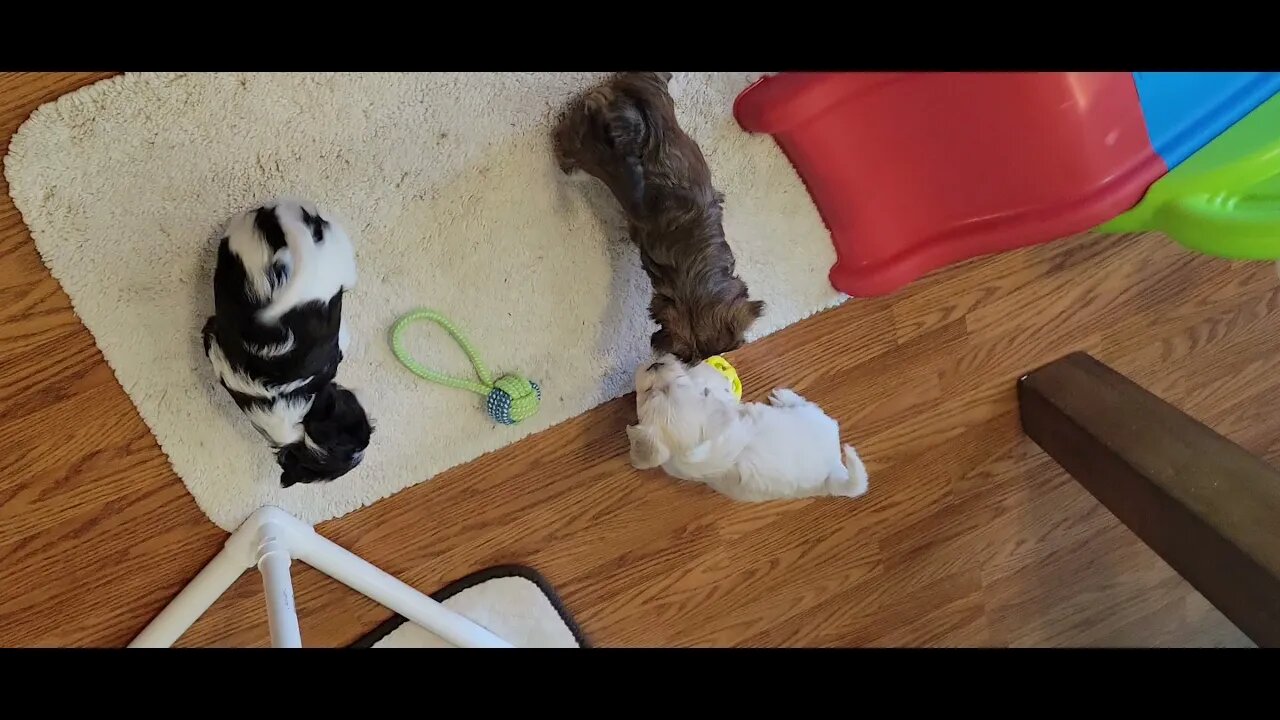 P & Q Litters - So Grown Up Already!! (1)