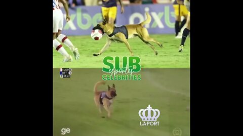 Cão Policial Jogador - Um cão da polícia invade o gramado enquanto a partida rola e vai atrás da ⚽