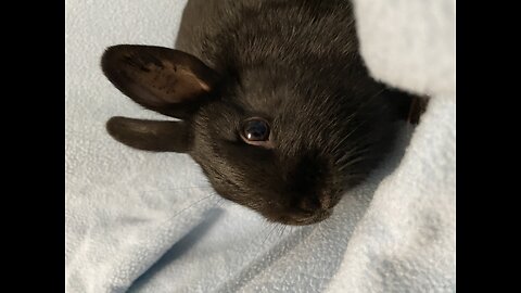 Update on swift my bunny 🐰