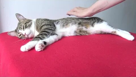 It Is Brushing Time for the Cat