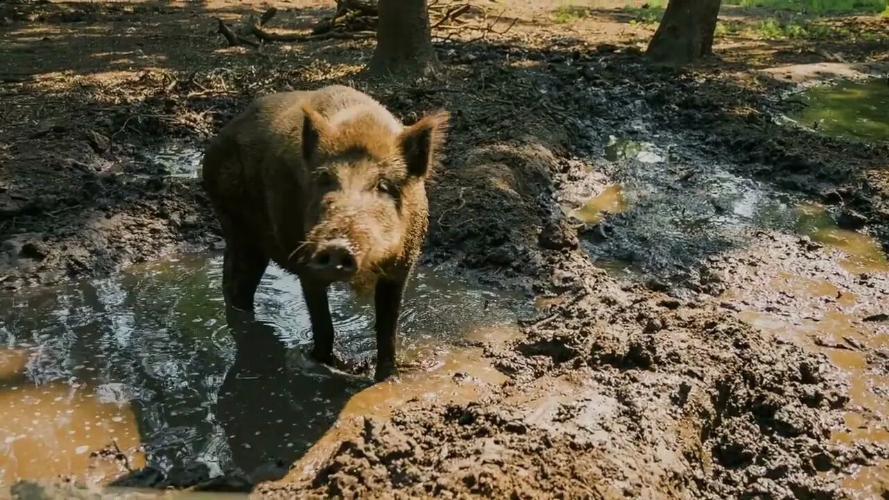 Wild boar in the swamp - CU