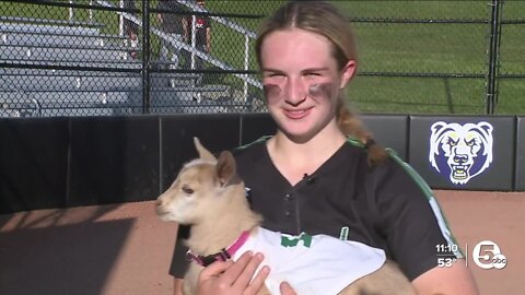 Meet Highland Softball's unofficial mascot and rally goat, Roo