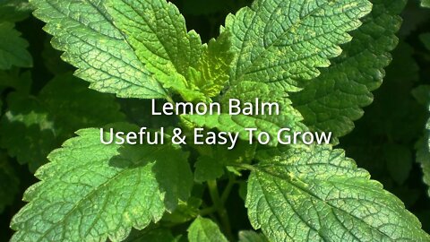 Lemon Balm