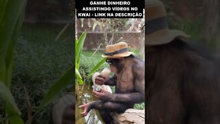 macaco que ganhou na mega sena