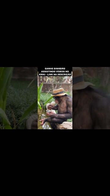 macaco que ganhou na mega sena