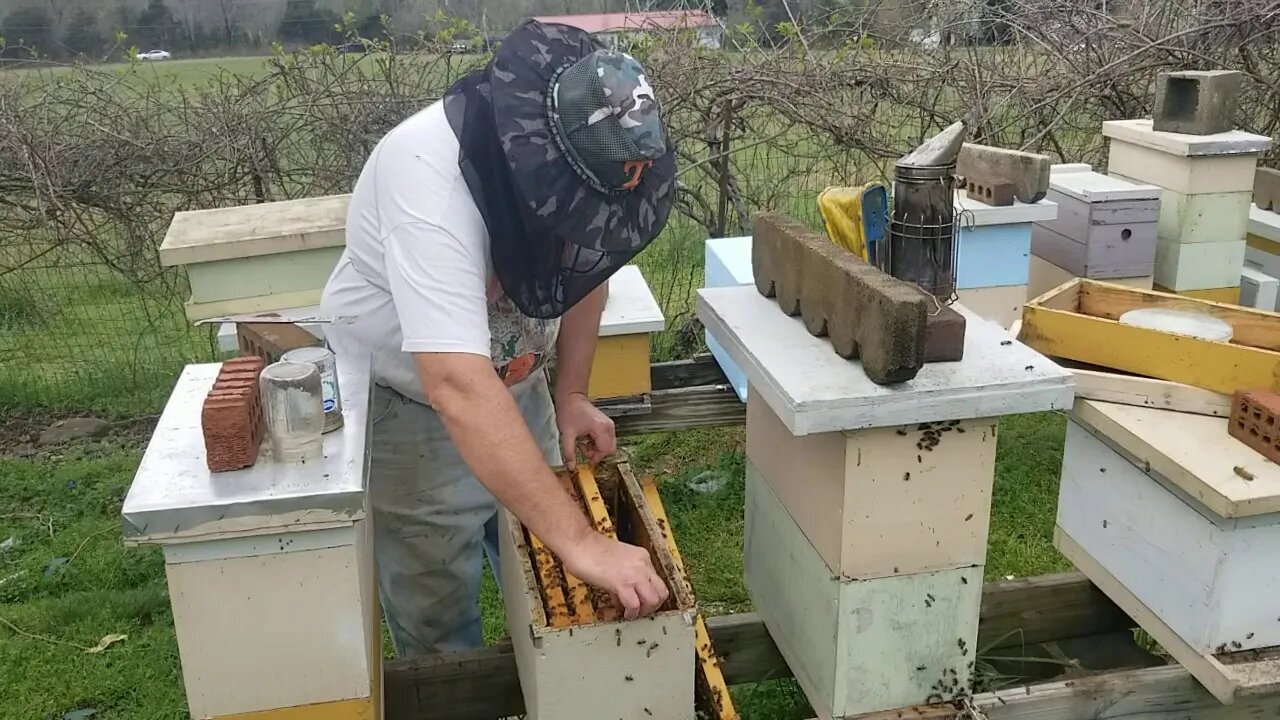 🐝WOOLIE B AND I TALKING BEES🐝