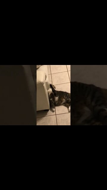 Evil cat has to destroy everything he sees