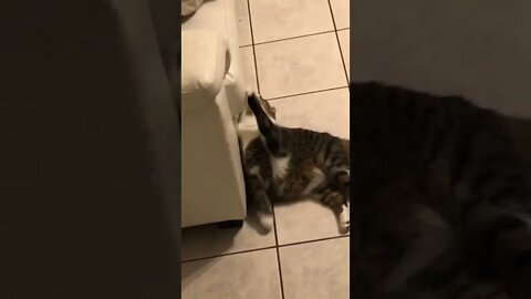 Evil cat has to destroy everything he sees