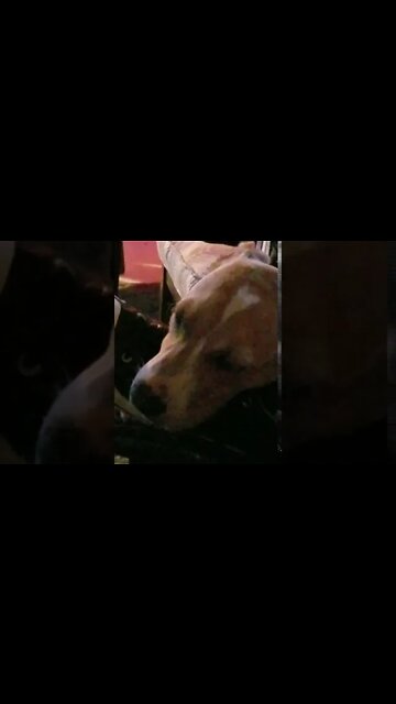 Lady Gracie Mae Snoring Like a Grown Man