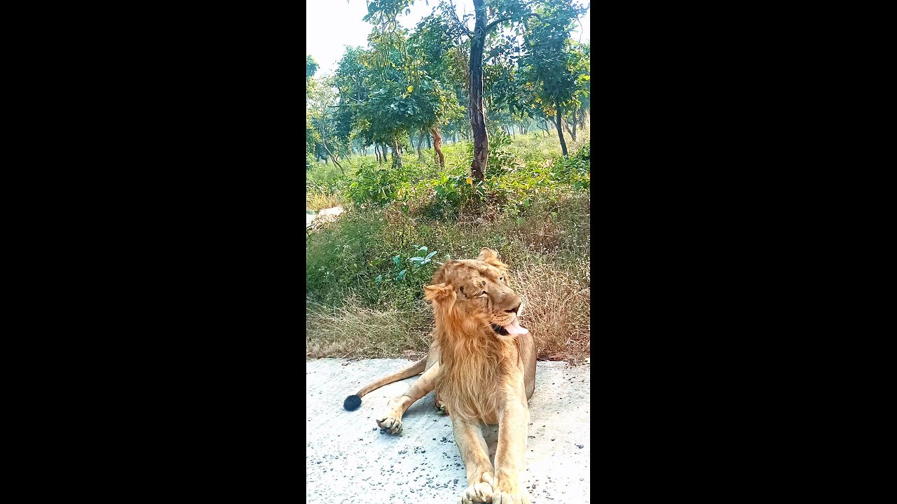 King of the jungle Lion on the road