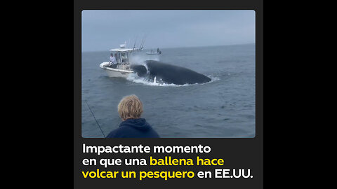 Ballena hace volcar un pesquero cerca de la costa en EE.UU.