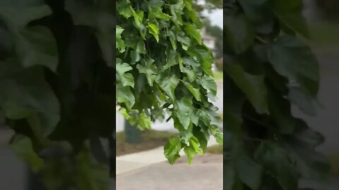 Autumn season In🍁 🍁 Canada 🇨🇦