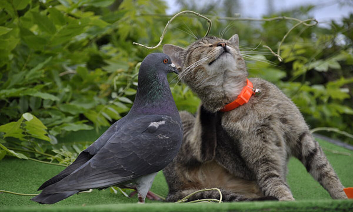 Cat and the Pigeon Friendship | A Heartwarming Tale of Compassion and Connection | Animal Vised