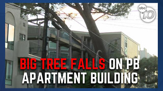 Tree crashes down on Pacific Beach apartment building